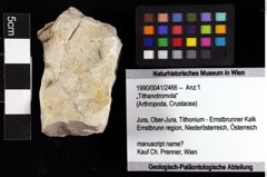 Foto (Objket + Etiketten) von „Tithanotromota“ 